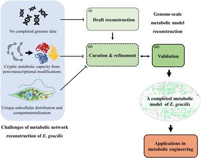 Metabolic network reconstruction of Euglena gracilis: Current state, challenges, and applications